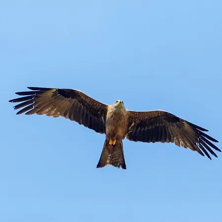 Apartment-roter-milan * Rechlin