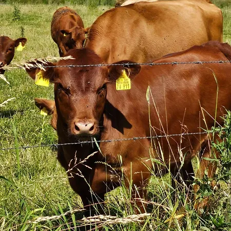 Apartment-roter-milan Lejlighed